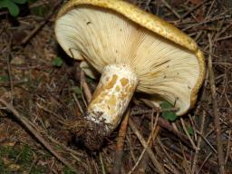 Lactarius scrobiculatus