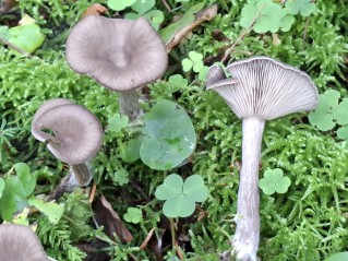 Pseudoclitocybe cyathiformis