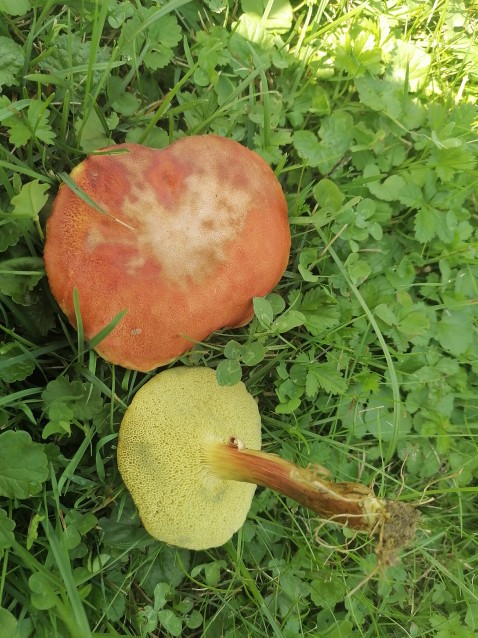 Rheubarbariboletus armeniacus