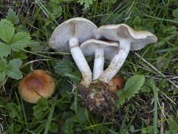 Pholiota lubrica