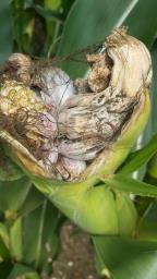 Mycosarcoma maydis