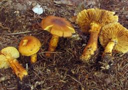 Aureonarius callisteus