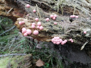Lycogala epidendrum