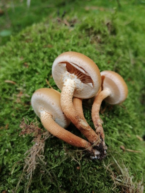 Kuehneromyces mutabilis