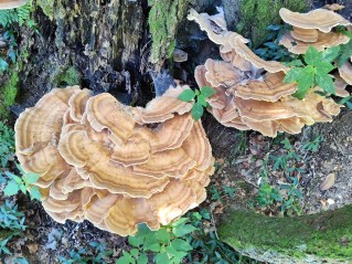 Meripilus giganteus