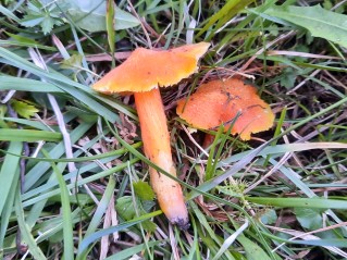 Hygrocybe intermedia