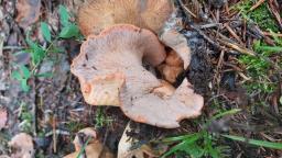 Hypomyces lateritius