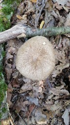 Megacollybia platyphylla