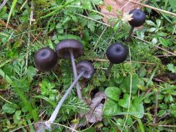 Entoloma serrulatum