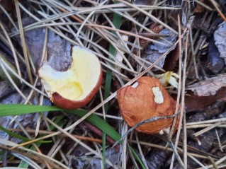 Suillus granulatus