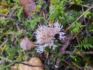 Clavulina coralloides