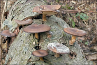 Lentinus brumalis