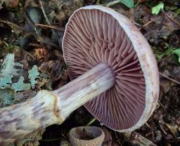 Cortinarius torvus