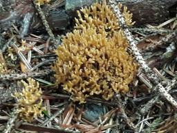 Ramaria abietina