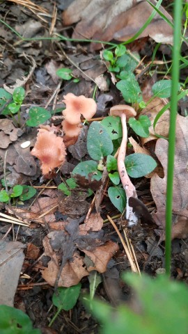 Laccaria laccata