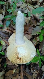 Russula olivacea