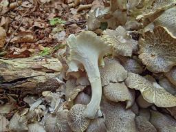 Polyporus umbellatus