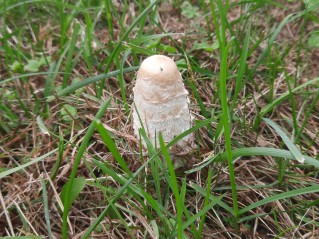Coprinus comatus