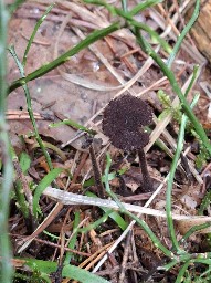 Auriscalpium vulgare