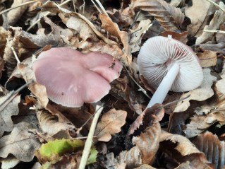 Mycena rosea