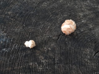 Neolentinus lepideus