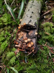 Crucibulum laeve