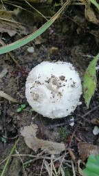 Amanita strobiliformis