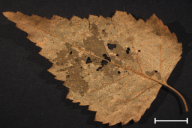 Melampsoridium betulinum