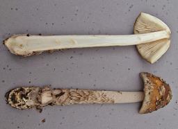 Amanita ceciliae