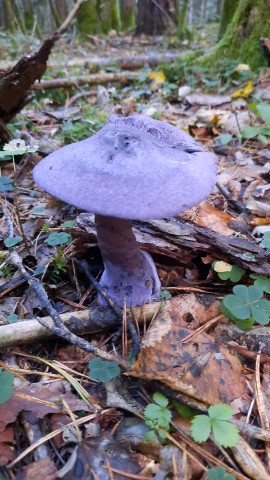 Cortinarius violaceus