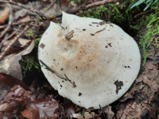 Hygrophorus penarius