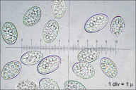 Scutellinia kerguelensis