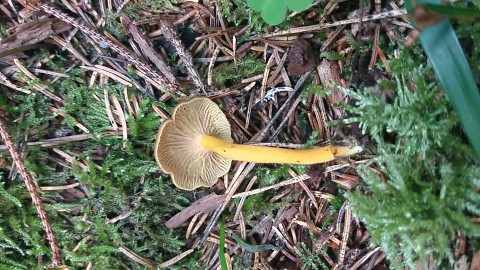 Craterellus tubaeformis