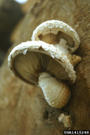 Pholiota populnea