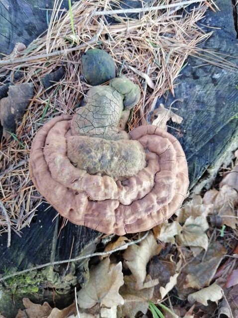 Ganoderma carnosum