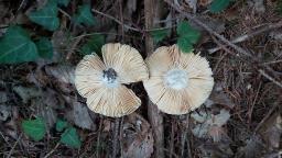 Russula integra