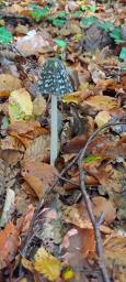 Coprinopsis picacea