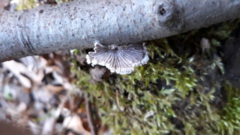 Schizophyllum commune