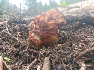 Gyromitra esculenta