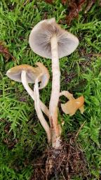 Hypholoma capnoides