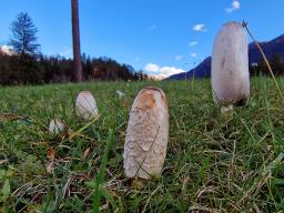 Coprinus comatus