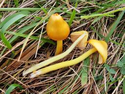 Hygrocybe acutoconica