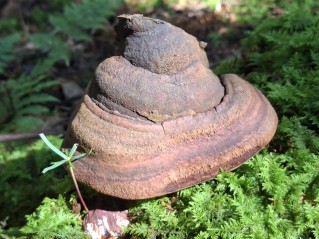 Phellinus hartigii
