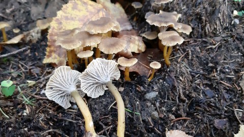 Craterellus tubaeformis