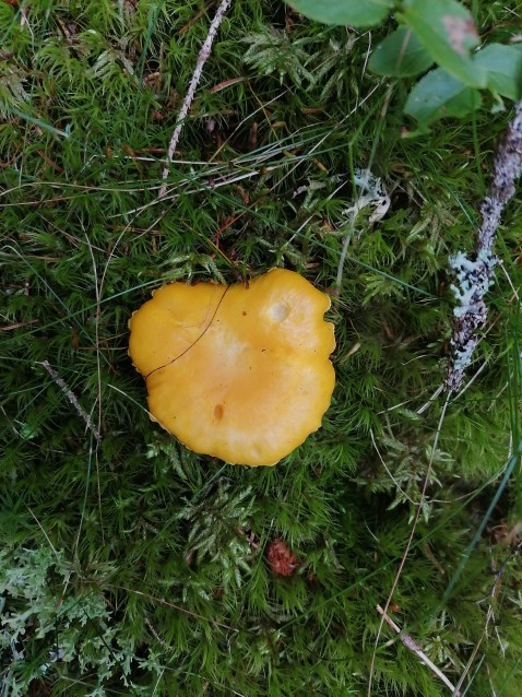 Cantharellus cibarius