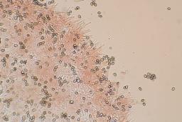 Deconica crobula
