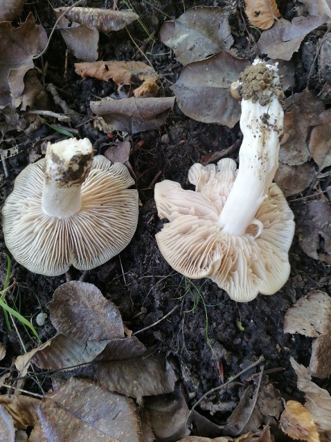 Entoloma rhodopolium