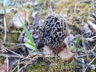 Morchella vulgaris