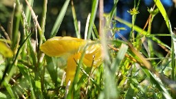 Hygrocybe ceracea