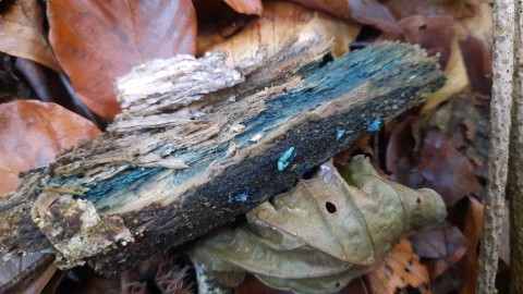 Chlorociboria aeruginascens